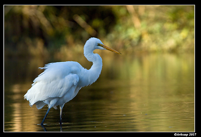 homebush friday great egret 8