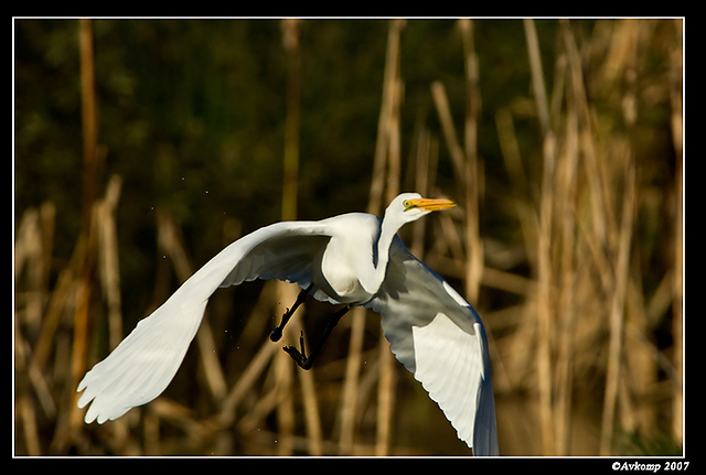 homebush friday great egret 9