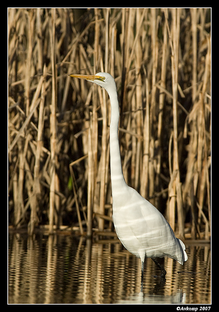 homebush great egret 1