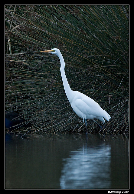 homebush great egret 11