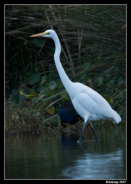 homebush great egret 13