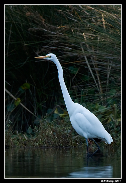 homebush great egret 14