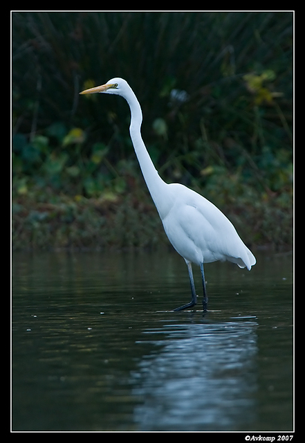 homebush great egret 17