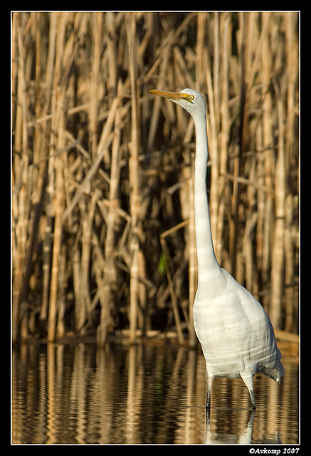 homebush great egret 2