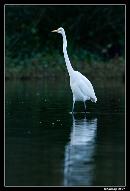 homebush great egret 20