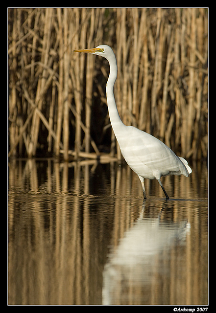 homebush great egret 3