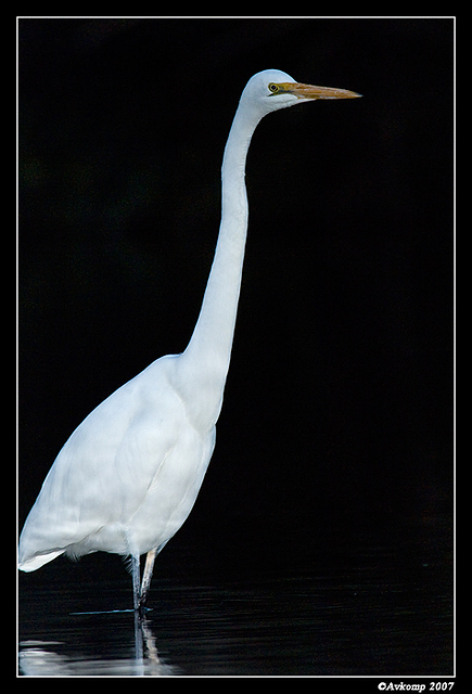 homebush great egret 31