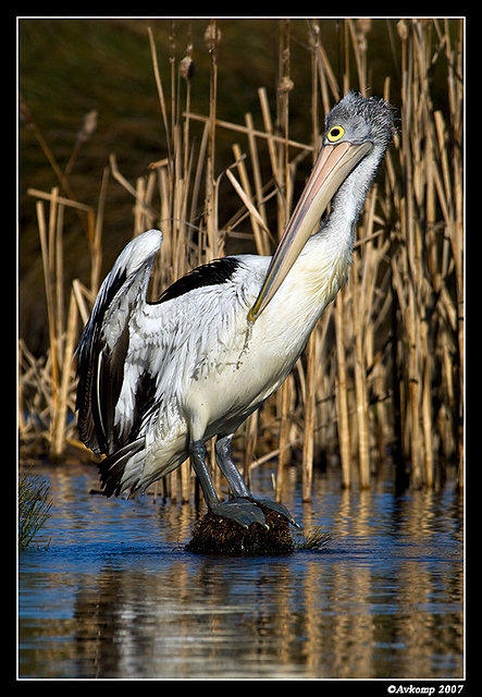 homebush pelican 0047