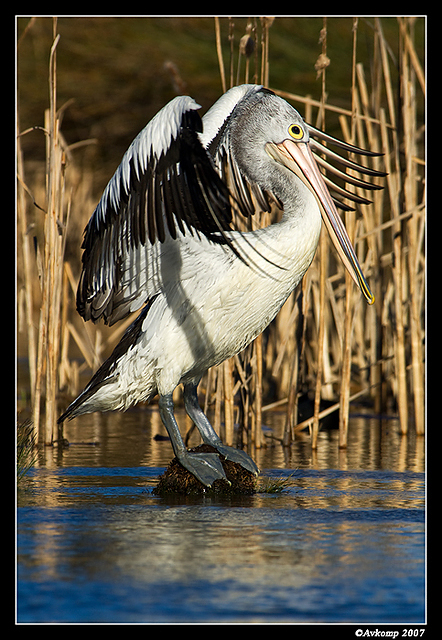 homebush pelican 0064