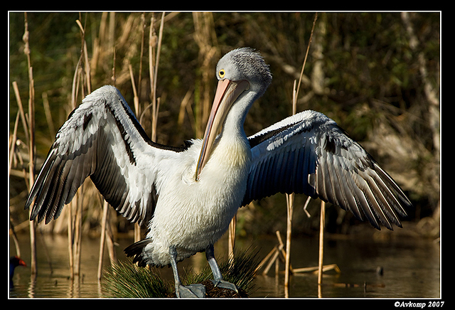 homebush pelican 0070