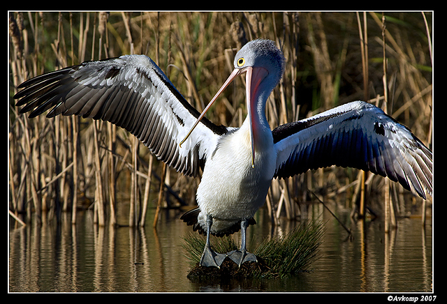 homebush pelican 0097