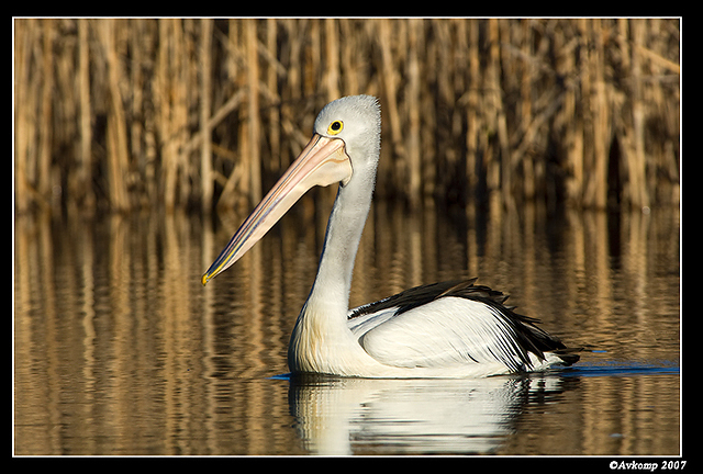 homebush pelican 0103