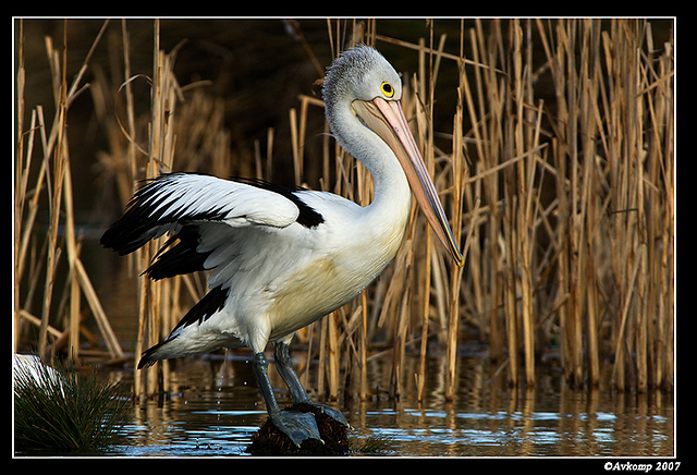 homebush pelican 140