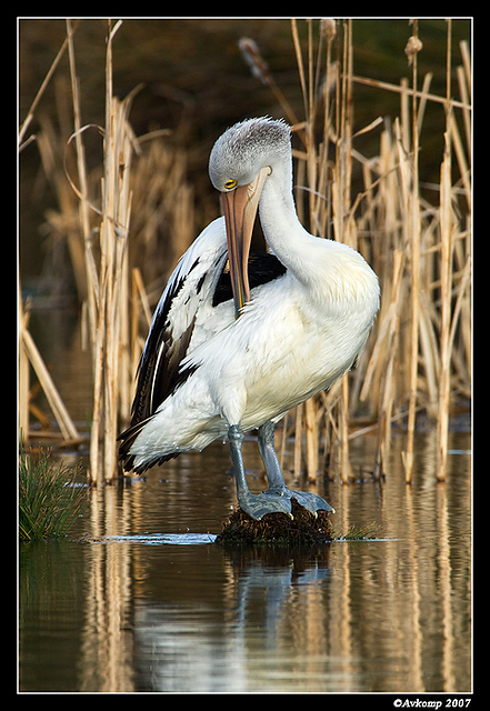 homebush pelican 141