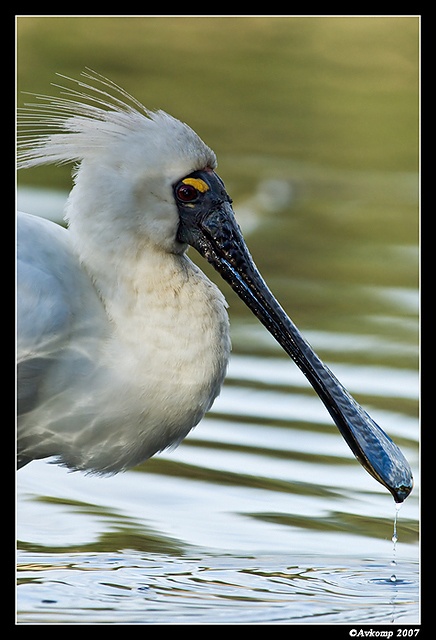 homebush royal spoonbill 11