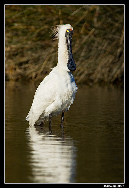 homebush royal spoonbill 124