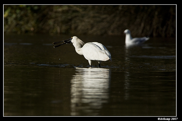 homebush royal spoonbill 3