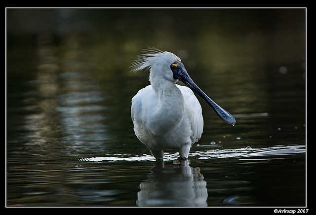 homebush royal spoonbill 7