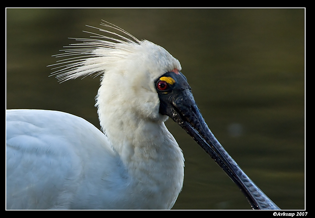 homebush royal spoonbill 9