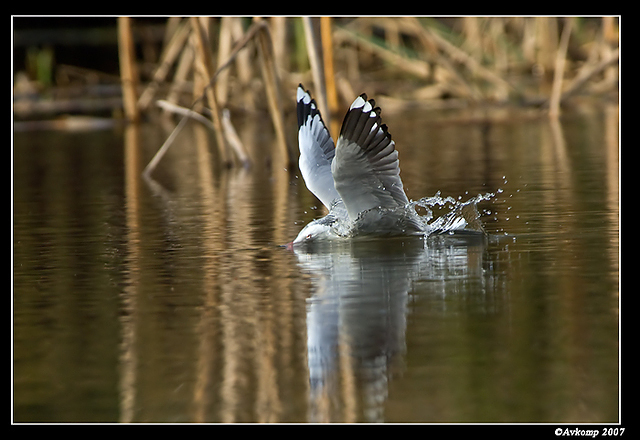 homebush silvergull9