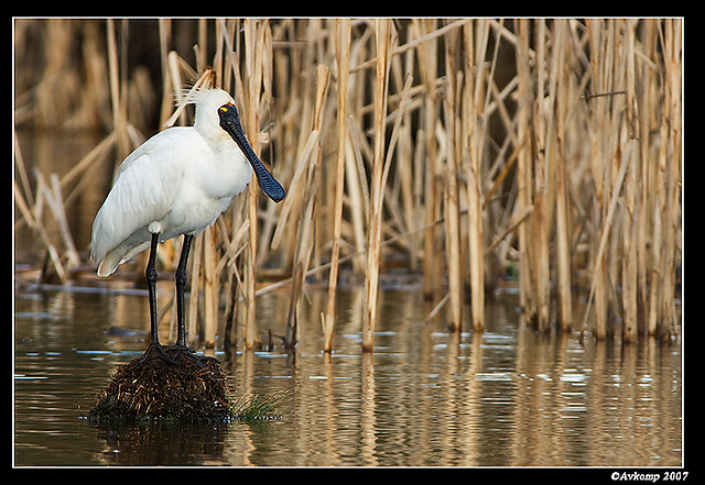 homebush spoonbill 150