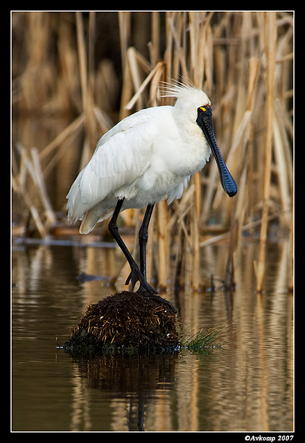 homebush spoonbill 151