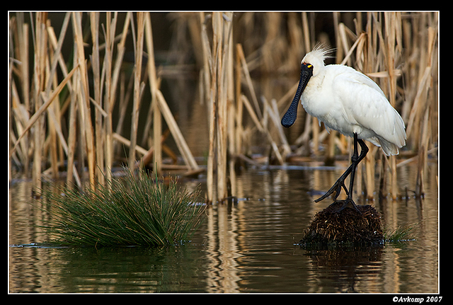 homebush spoonbill 153