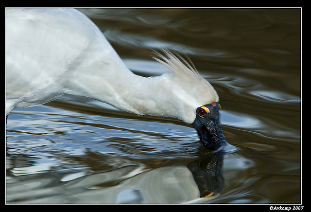 homebush spoonbill 156