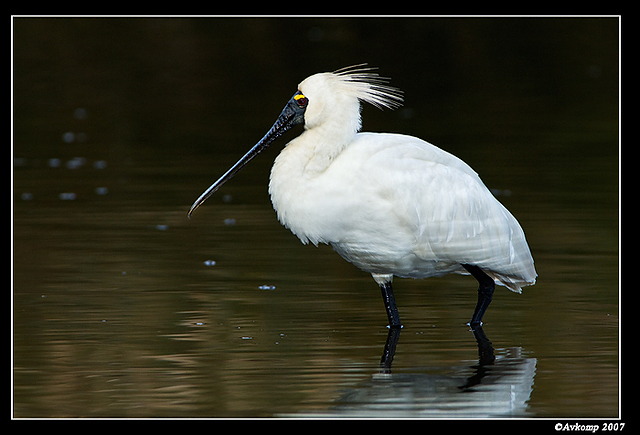 homebush spoonbill 157