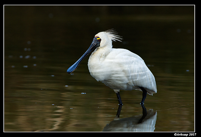 homebush spoonbill 159