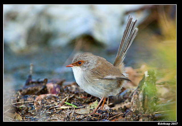 homebush superb fairy wren female 0001