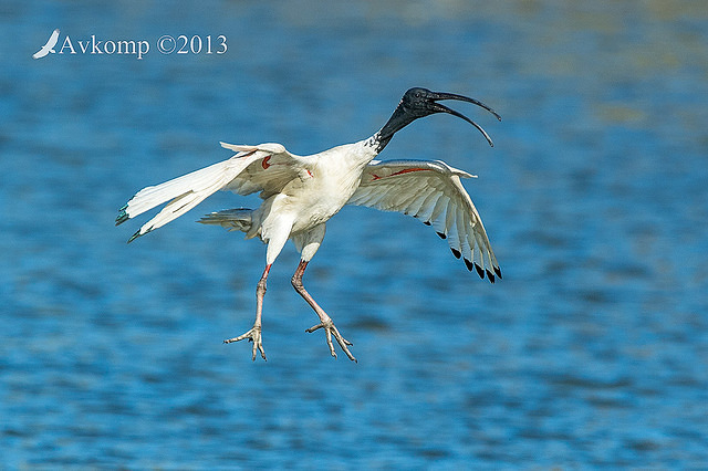 ibis 9346