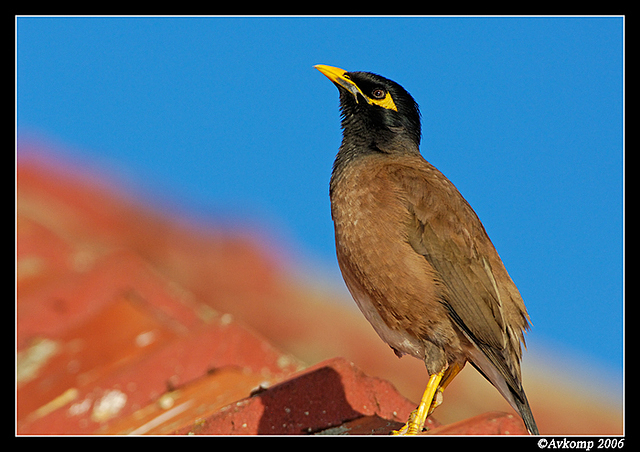 indian myna 11