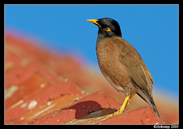 indian myna 12