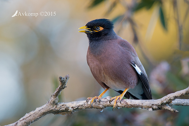 indian myna 3952 001