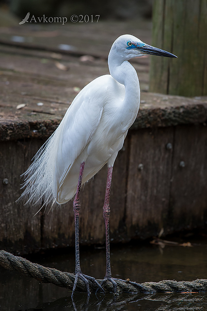 intermediate egret 15160