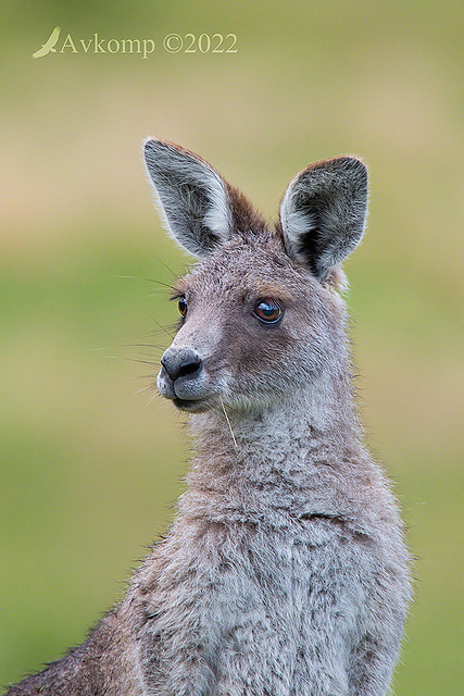 kangaroo 8042