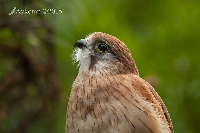 kestrel 0617