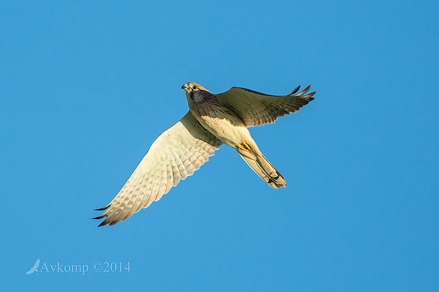 kestrel 14035