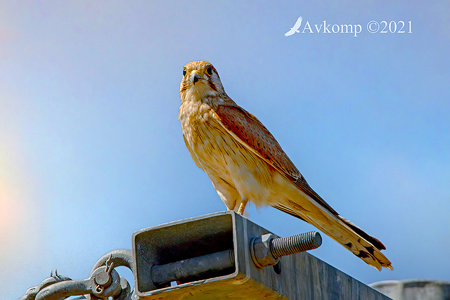 kestrel 6596 hdr