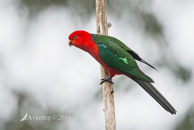 king parrot 10630