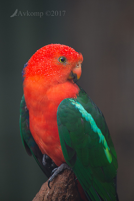 king parrot 15258