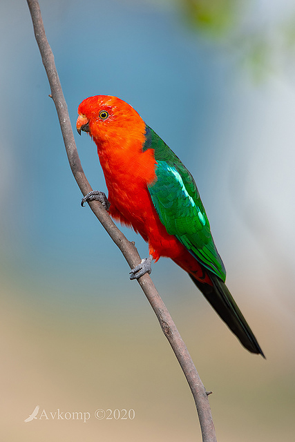 king parrot 3078