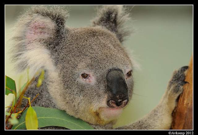 koala 1587