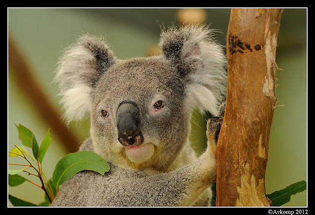 koala 1588