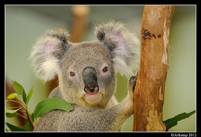 koala 1589