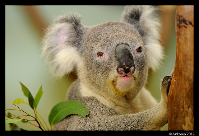 koala 1592