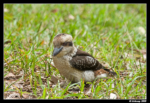 kookaburra 1205