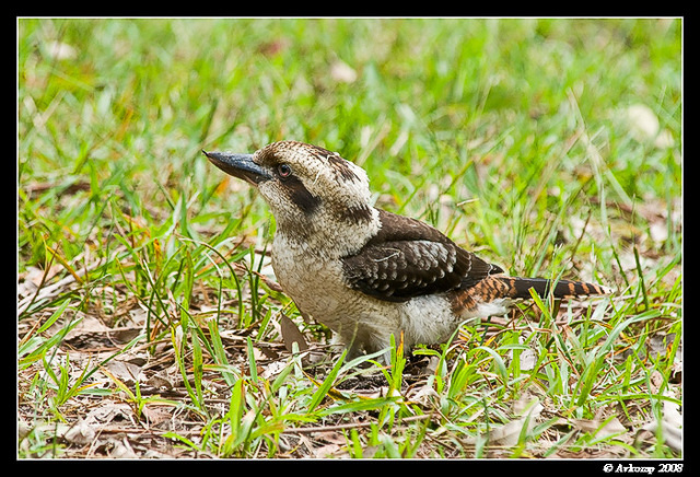 kookaburra 1206