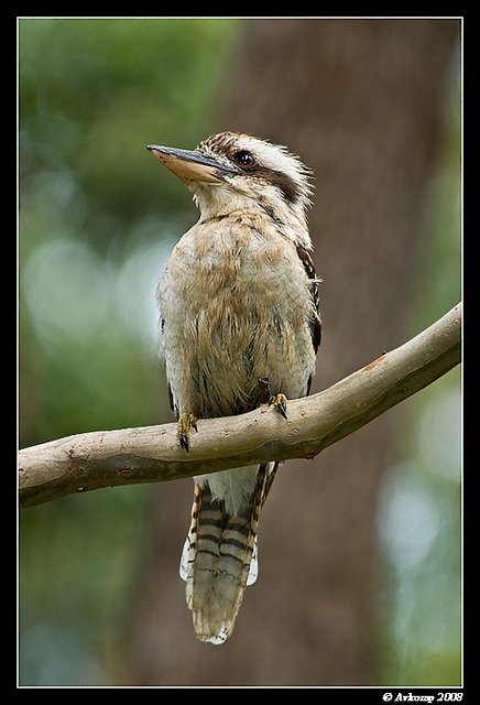 kookaburra 1219